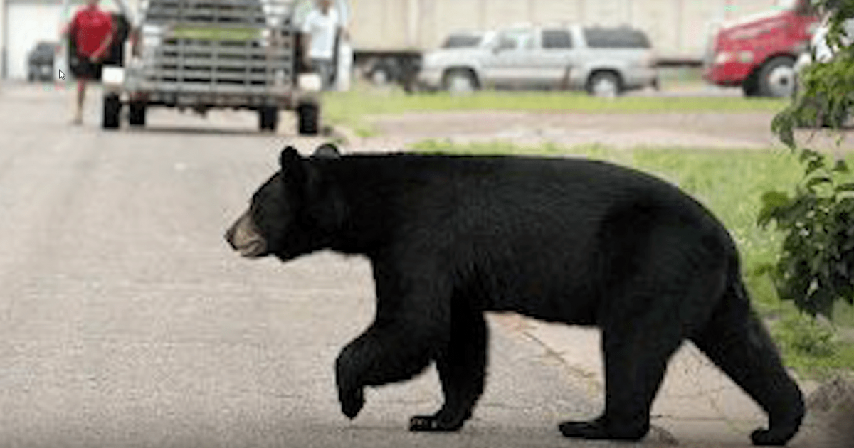 Медведь на улице