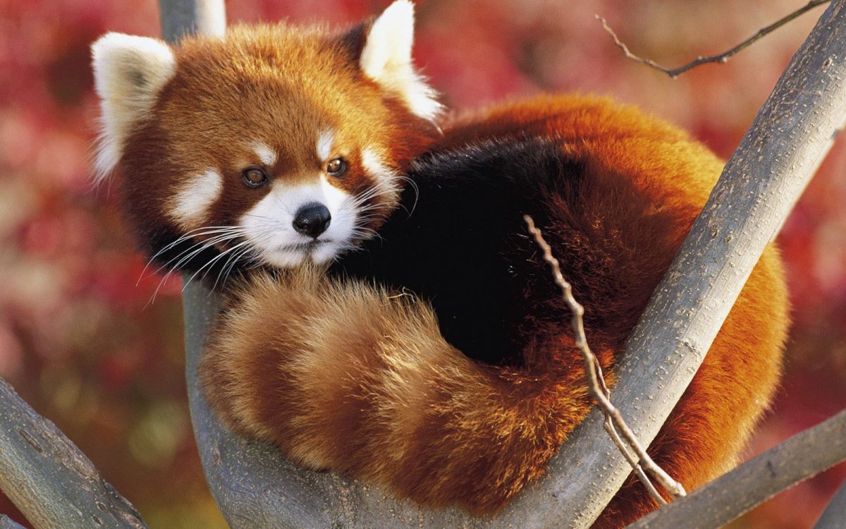 Малая Панда обои