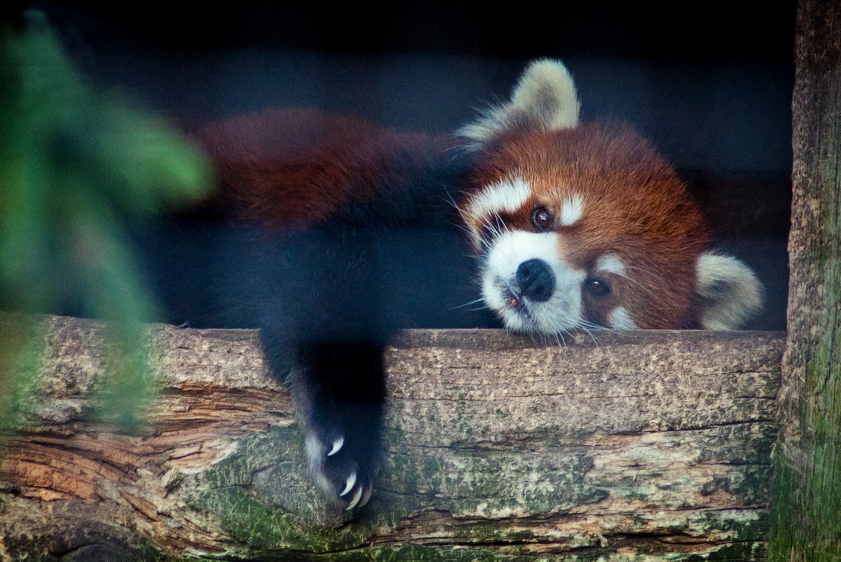 Черная малая Панда