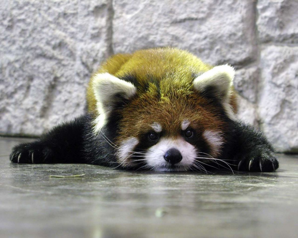 Красная енотовидная Панда