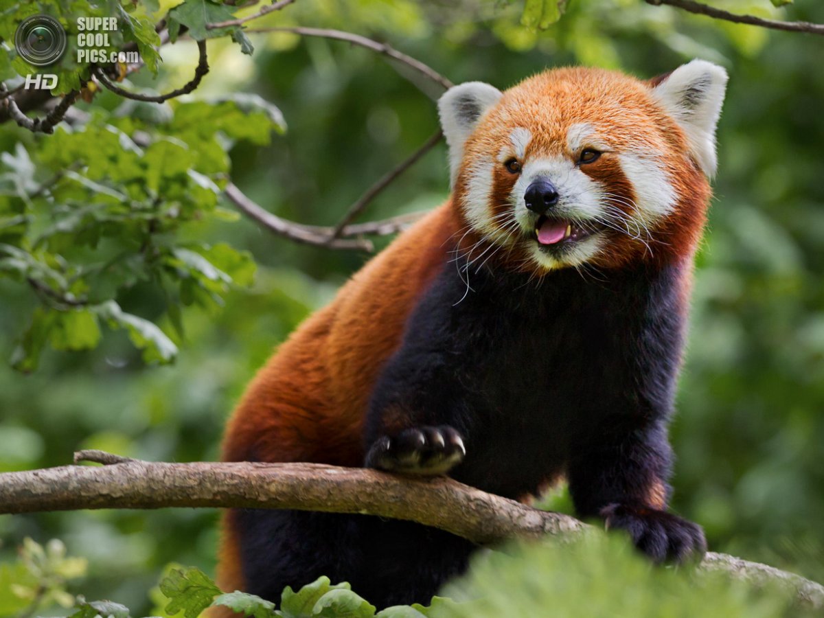 Карликовая красная Панда