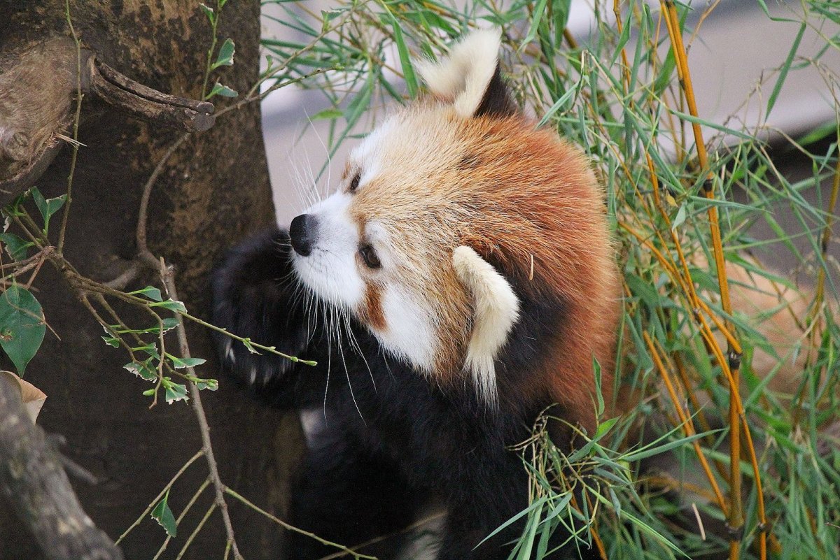 Красная Панда