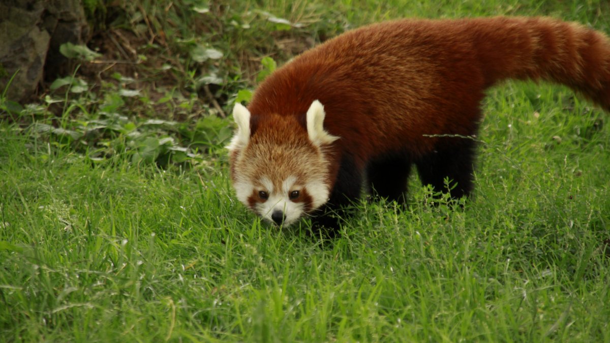 Гималайская красная Панда