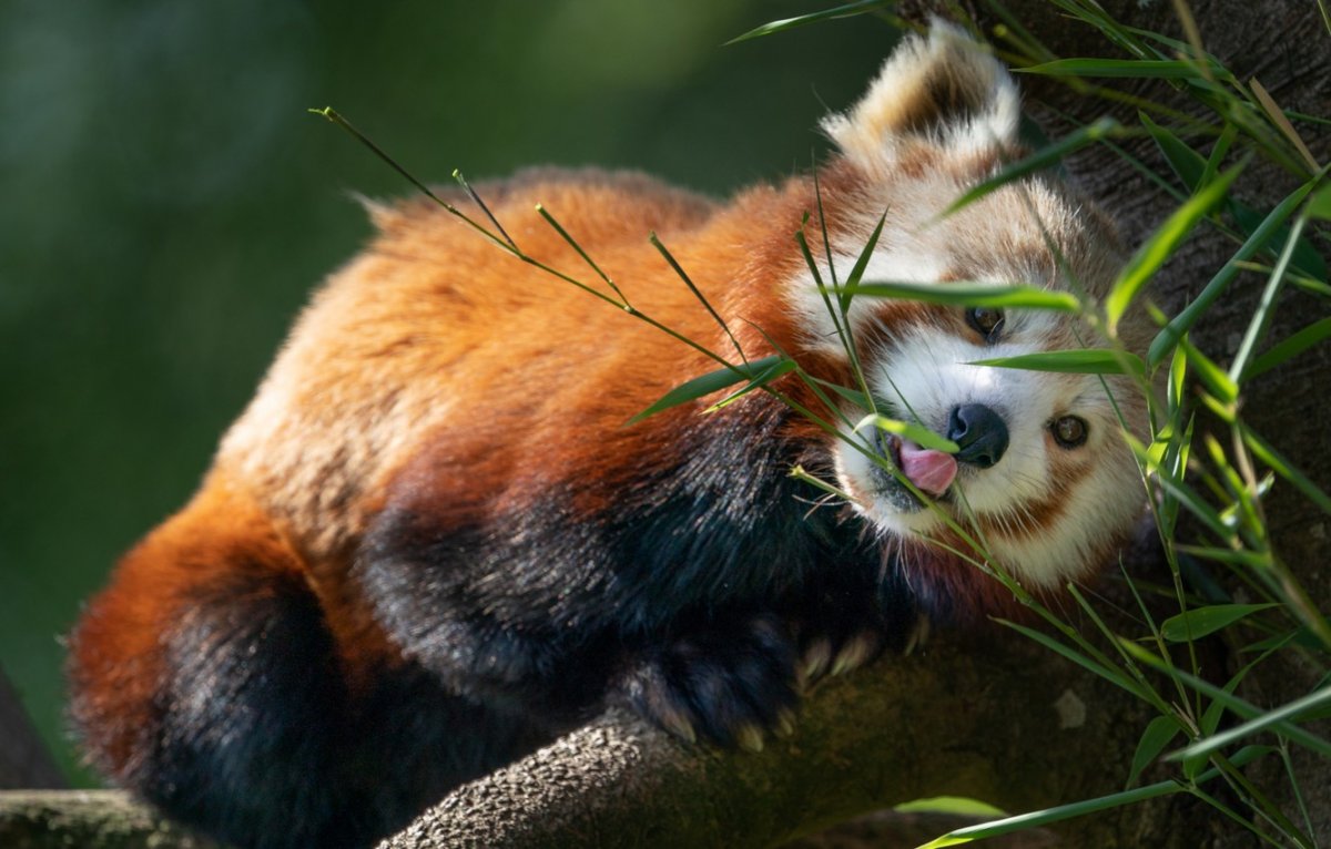 Малая Панда Стайана