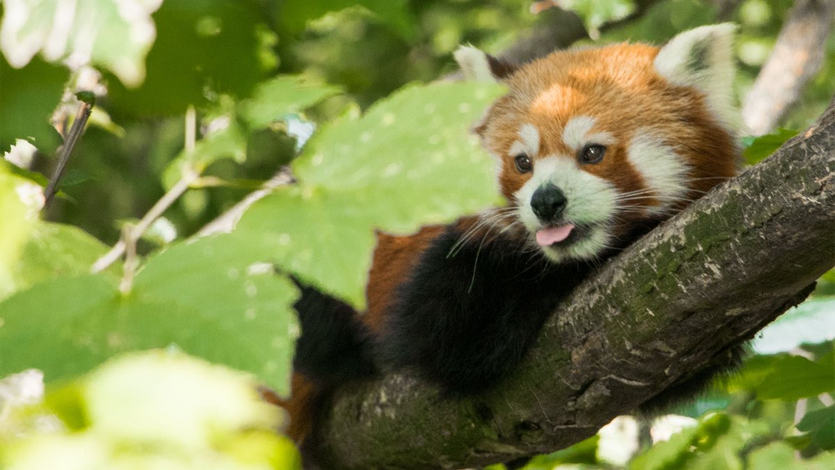 Красная енотовидная Панда