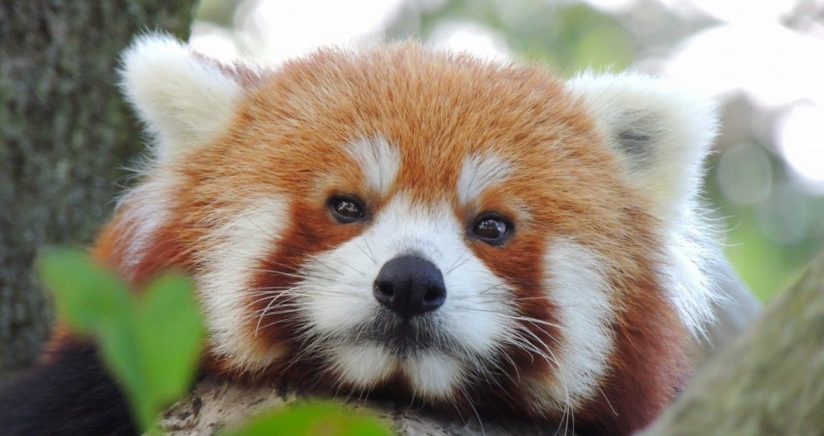 Рыжая Панда