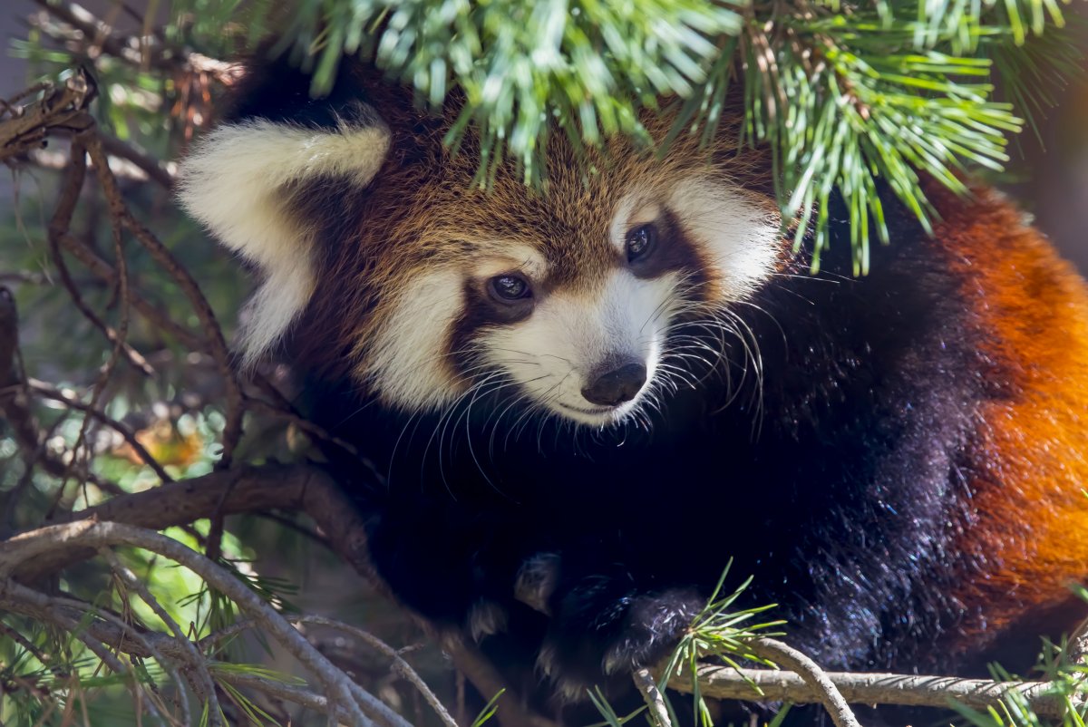 Красная Панда и енот