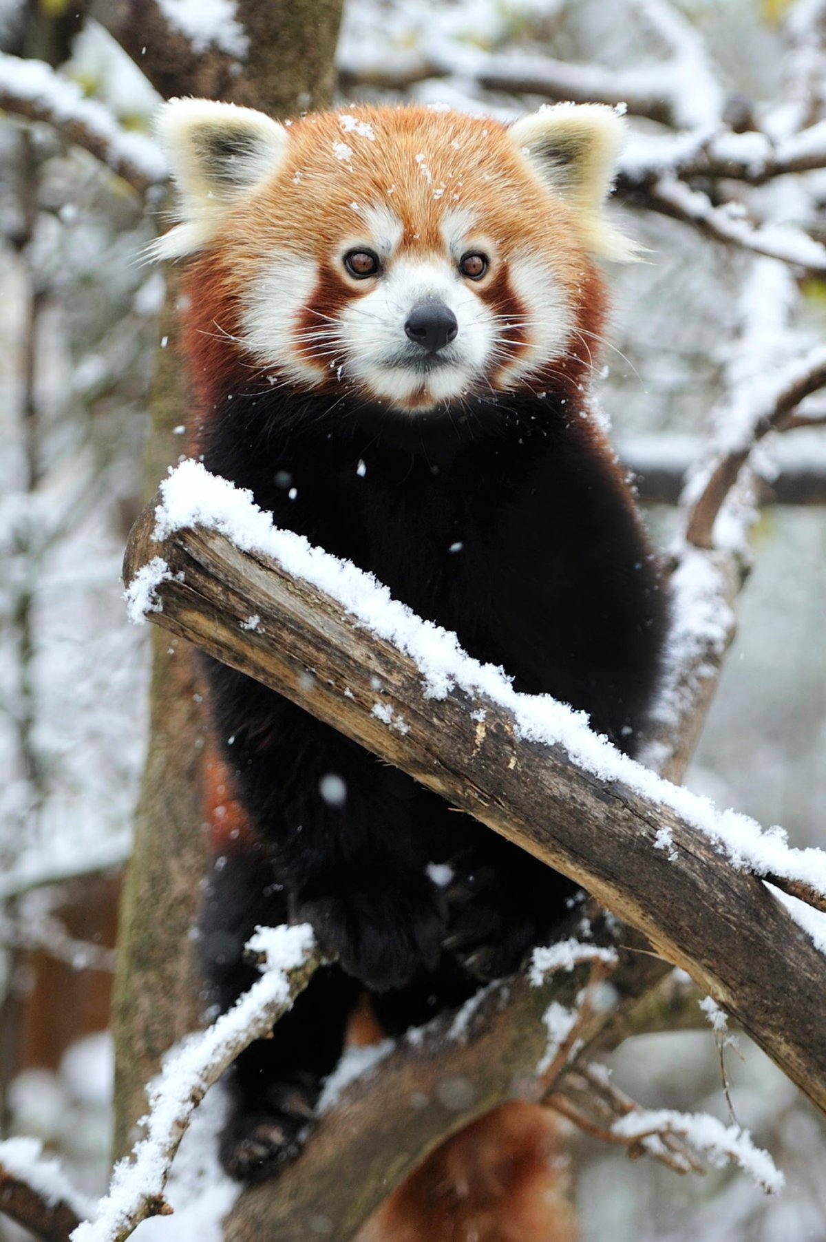 Мишуков красная Панда