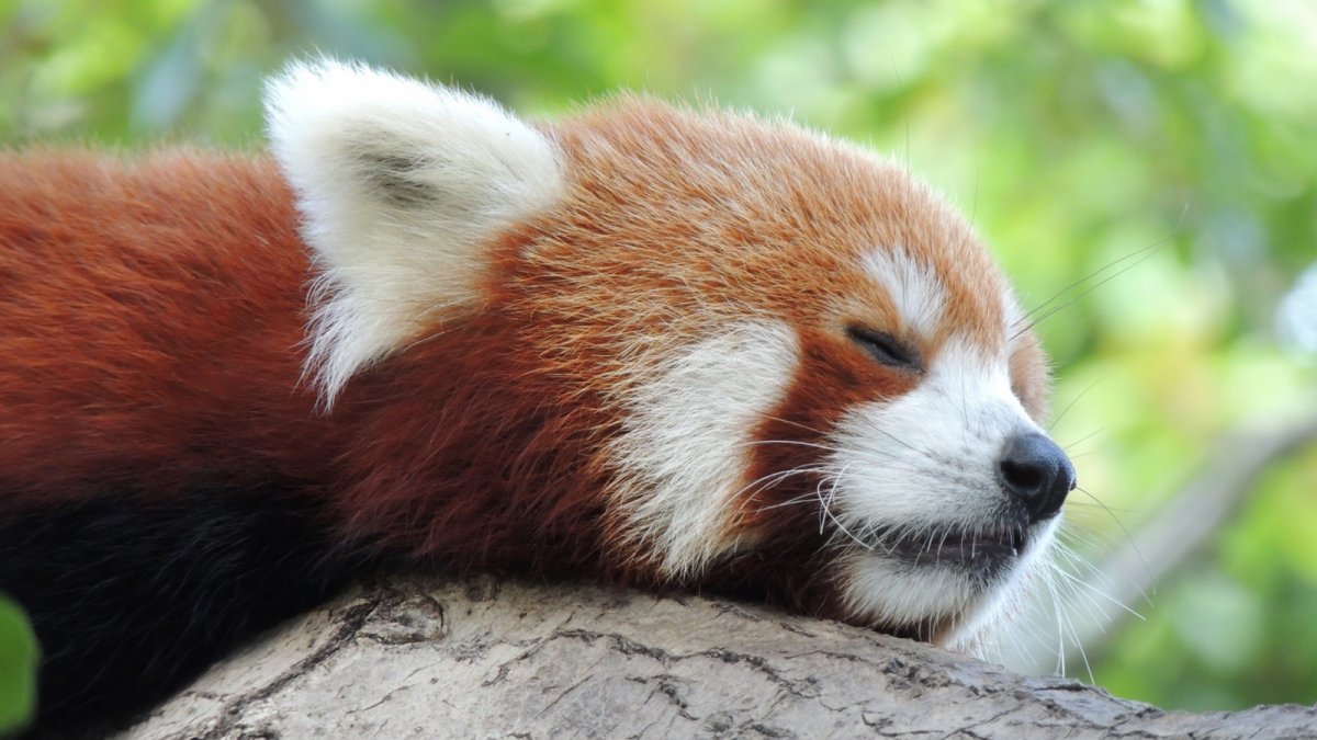 Малая Панда (Ailurus Fulgens