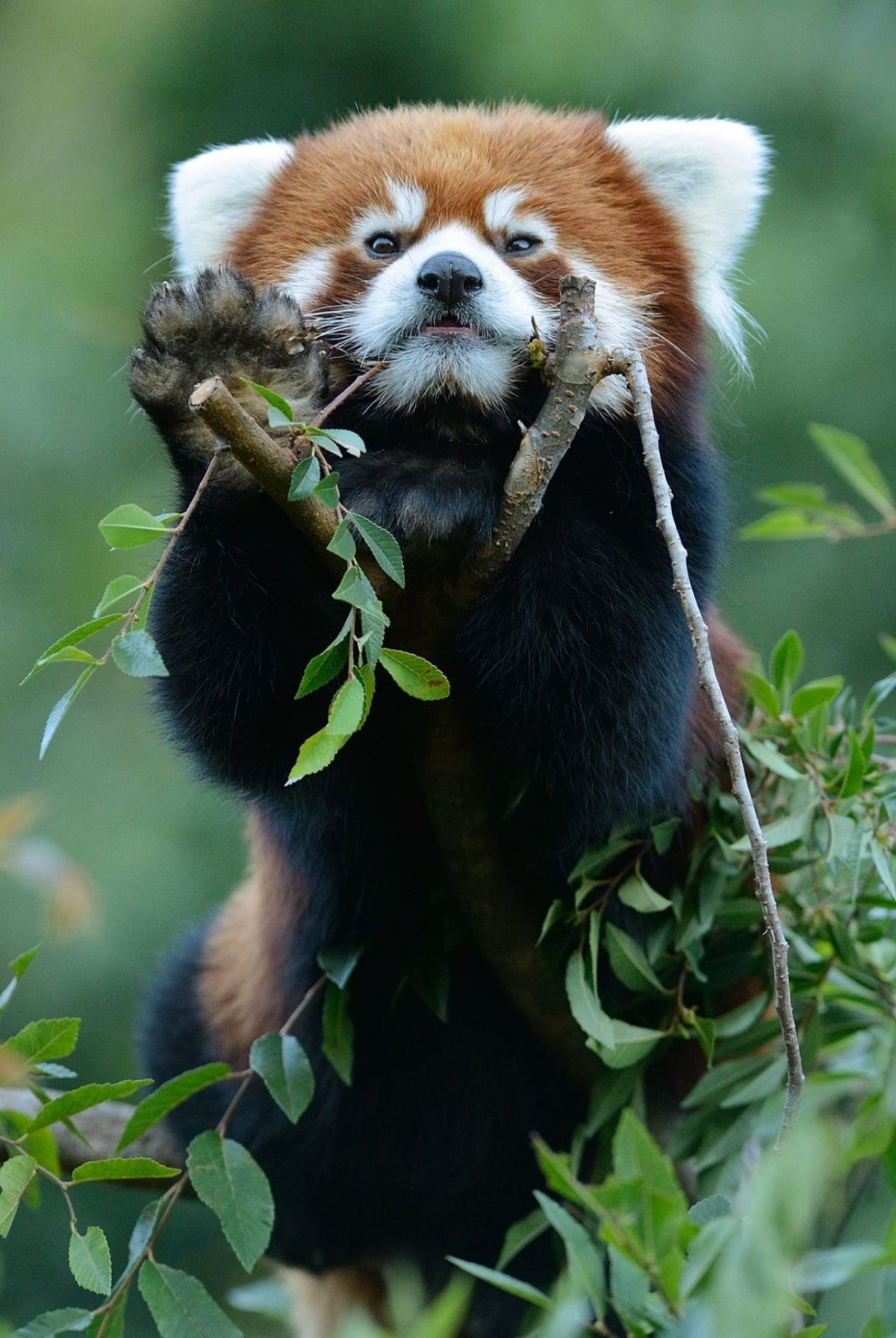 Малая Панда альбинос