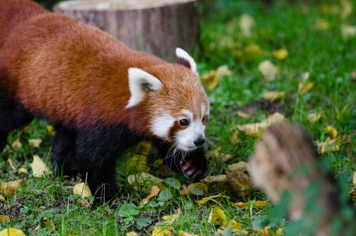 Рыжая Панда