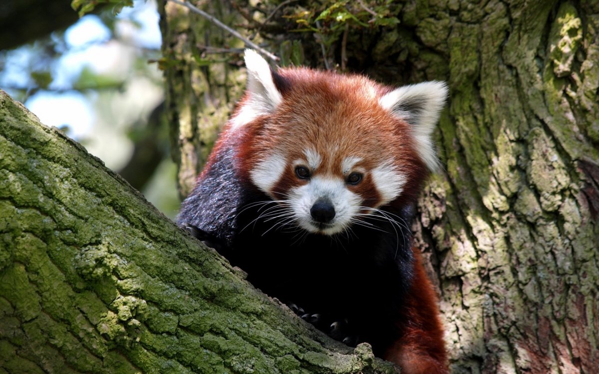 Малая Панда и енот