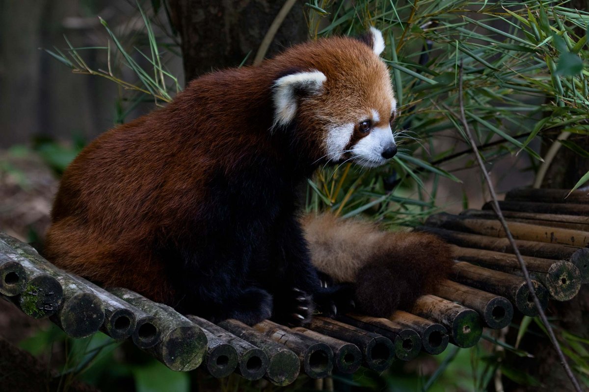 Панда и енот