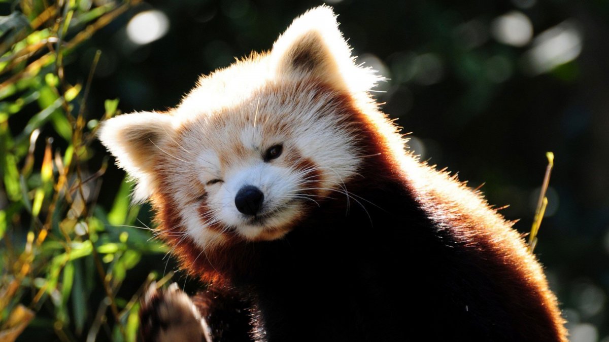 Енотовидная Панда