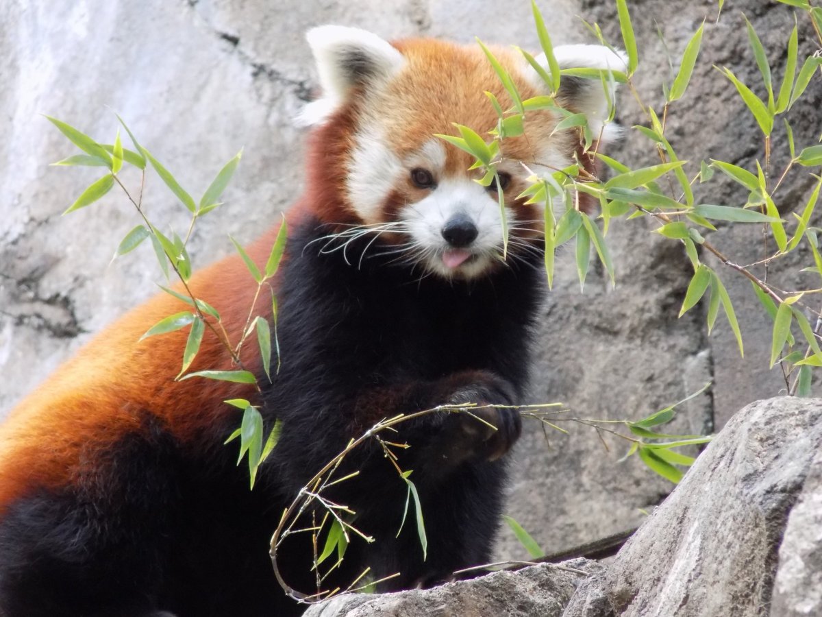 Малая Панда в Австралии