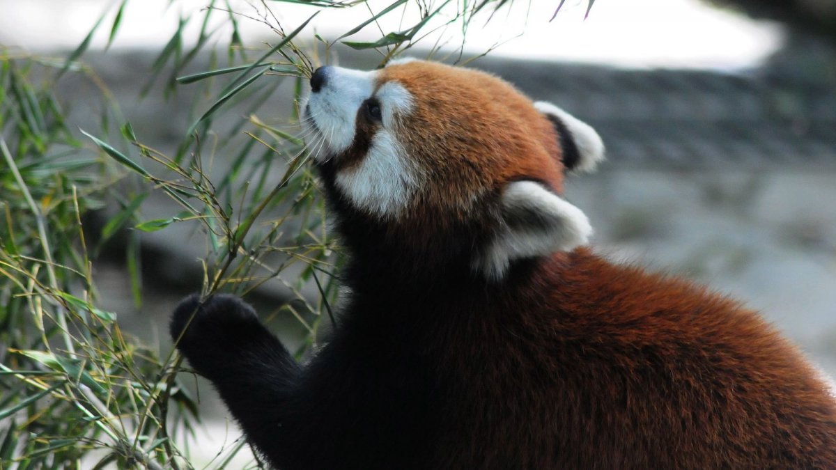 Красная енотовидная Панда