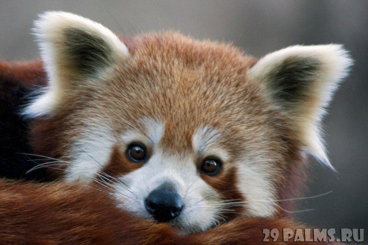 Красная китайская Панда