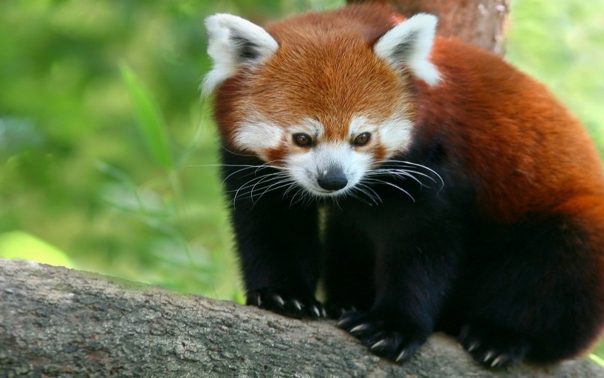 Малая Панда (Ailurus Fulgens