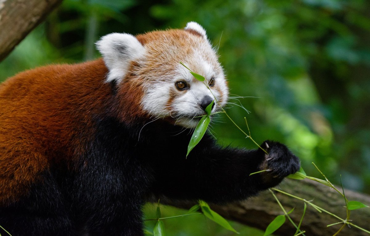 Красная Панда на рабочий стол