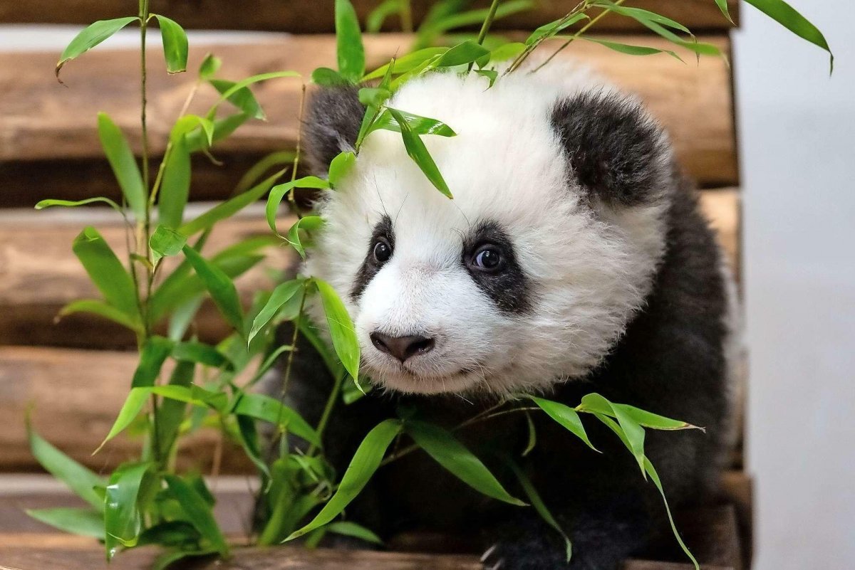 Берлинский зоопарк Панда