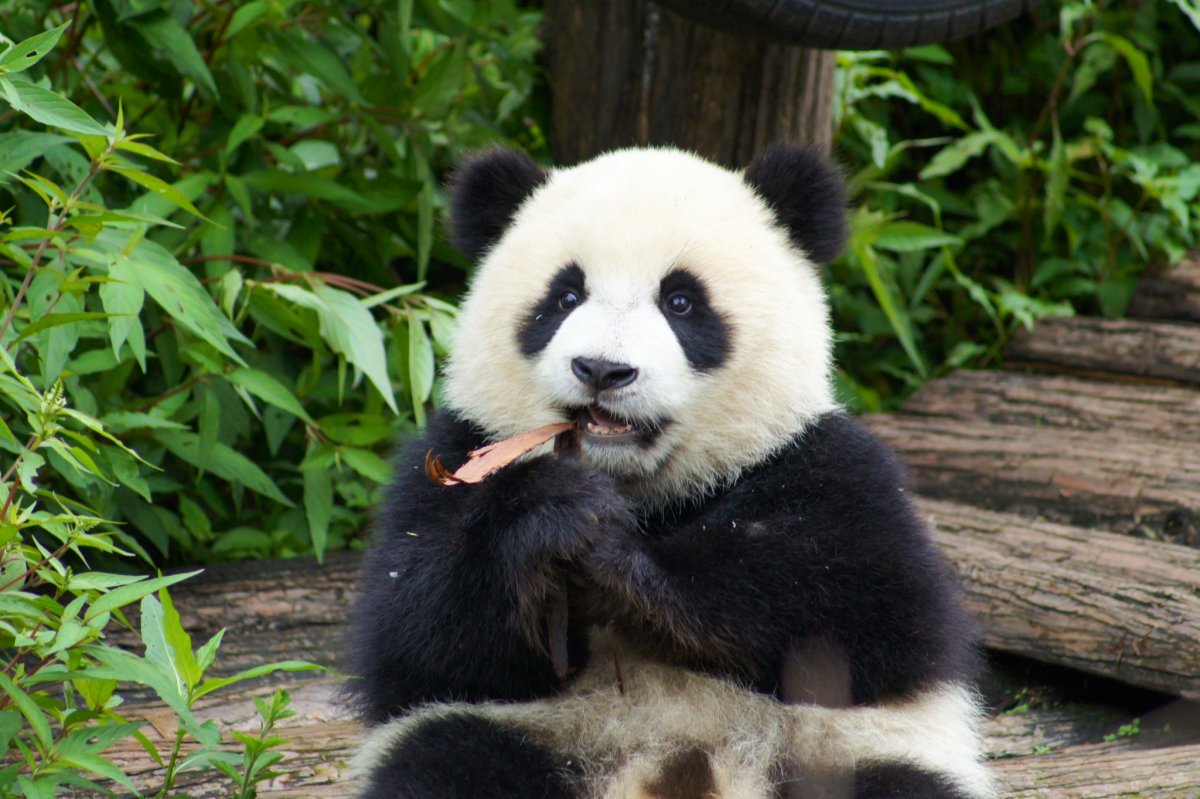 Когти панды