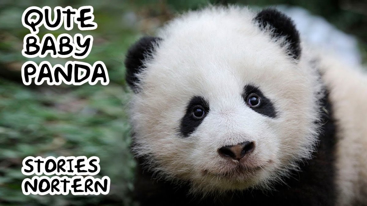 Мишка Панда