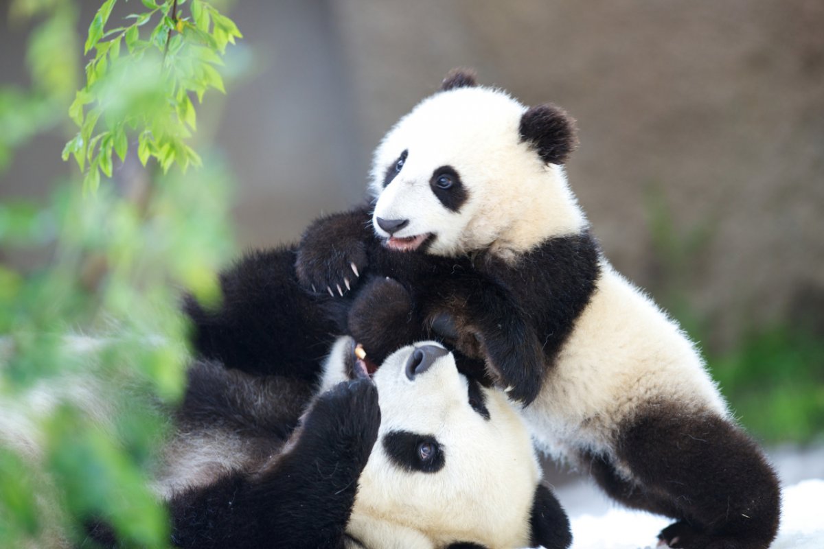 Панда и панденок