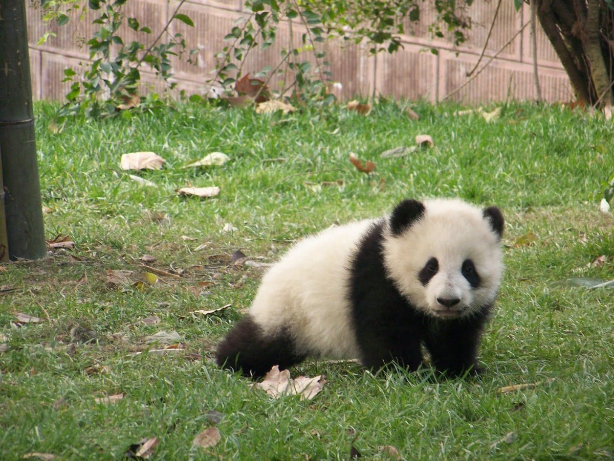 Панда двойняшки