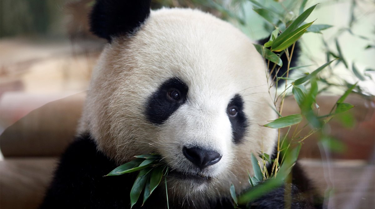 Милые пандочки