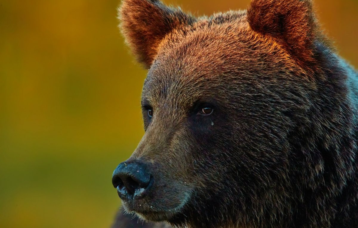 Топтыгин медведь