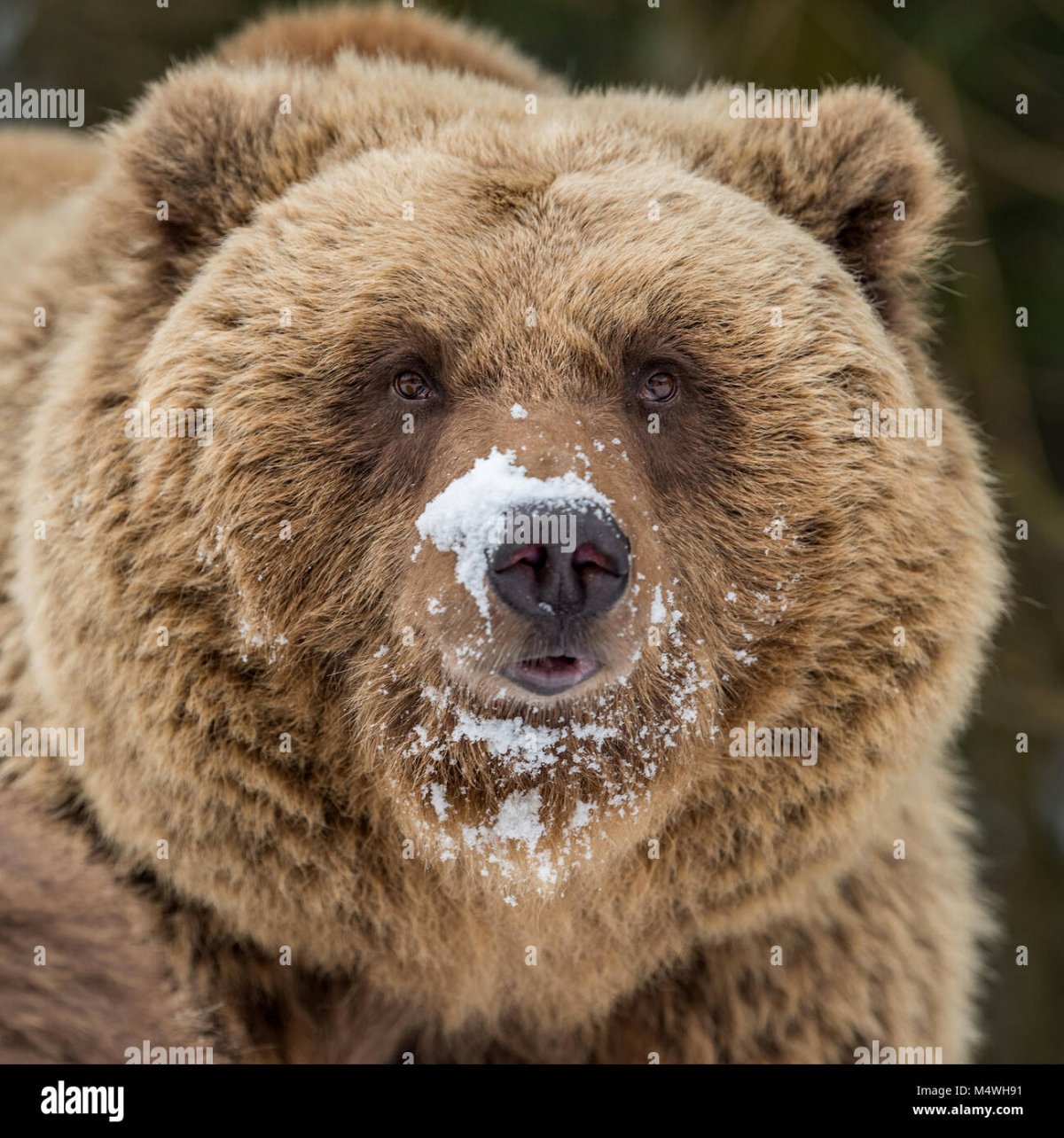 Бурый медведь нос