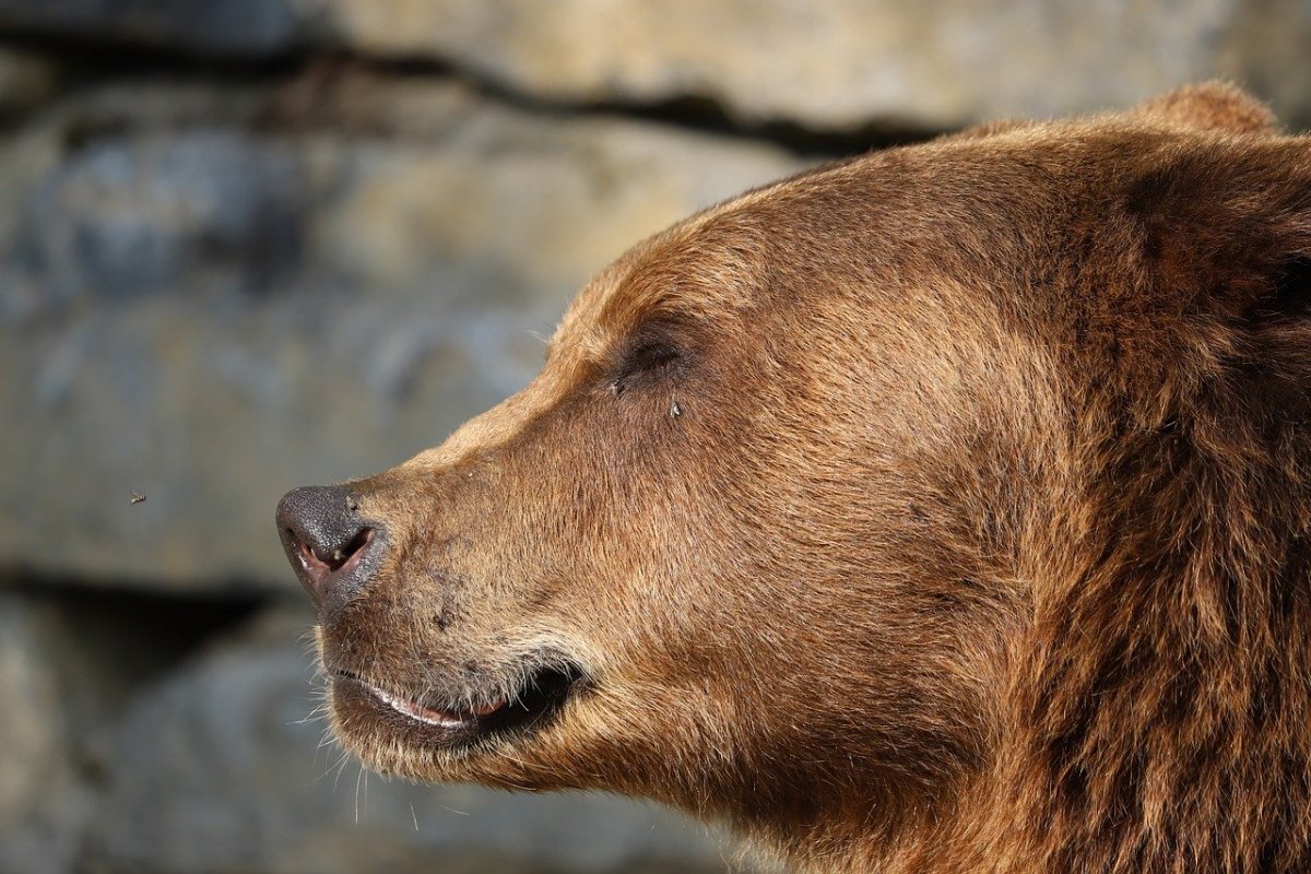Бурый медведь глаза