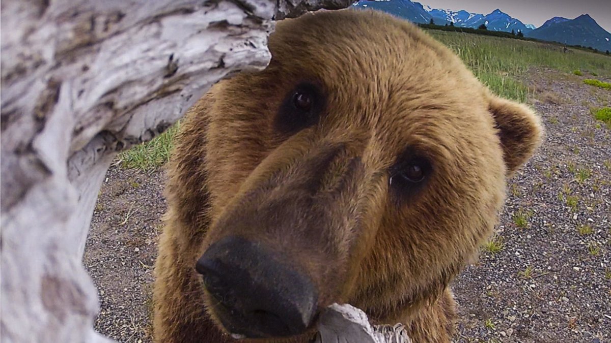 Медведь с камерой