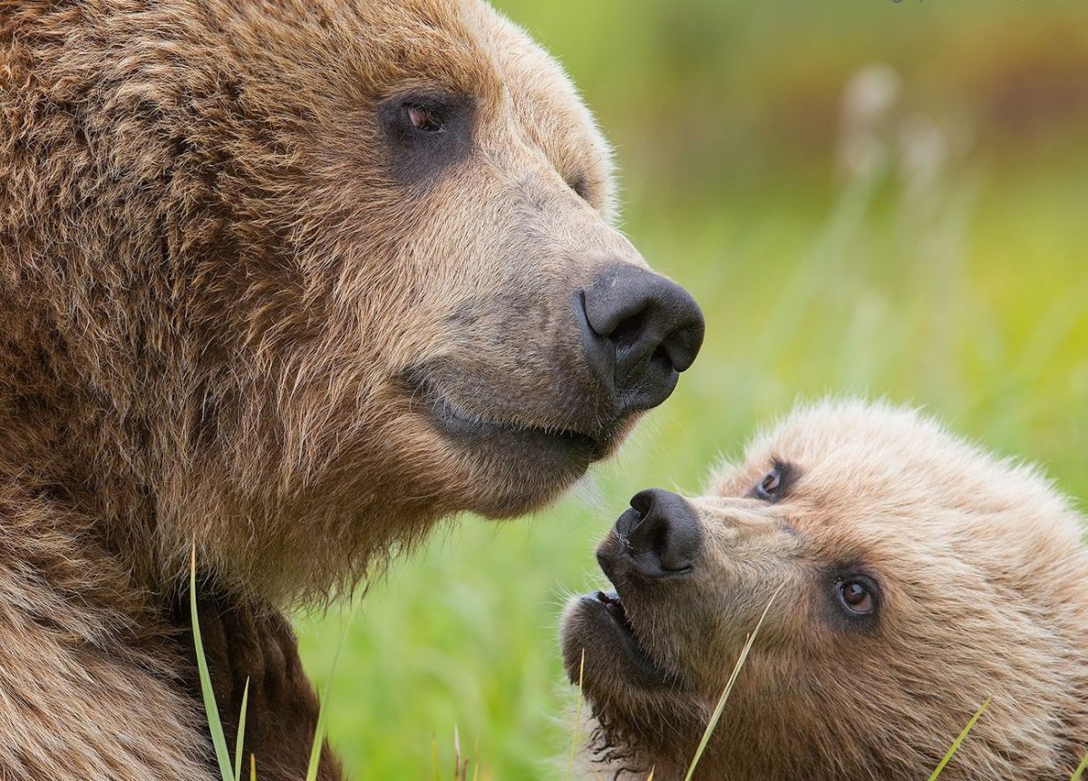 Медведь и Медвежонок