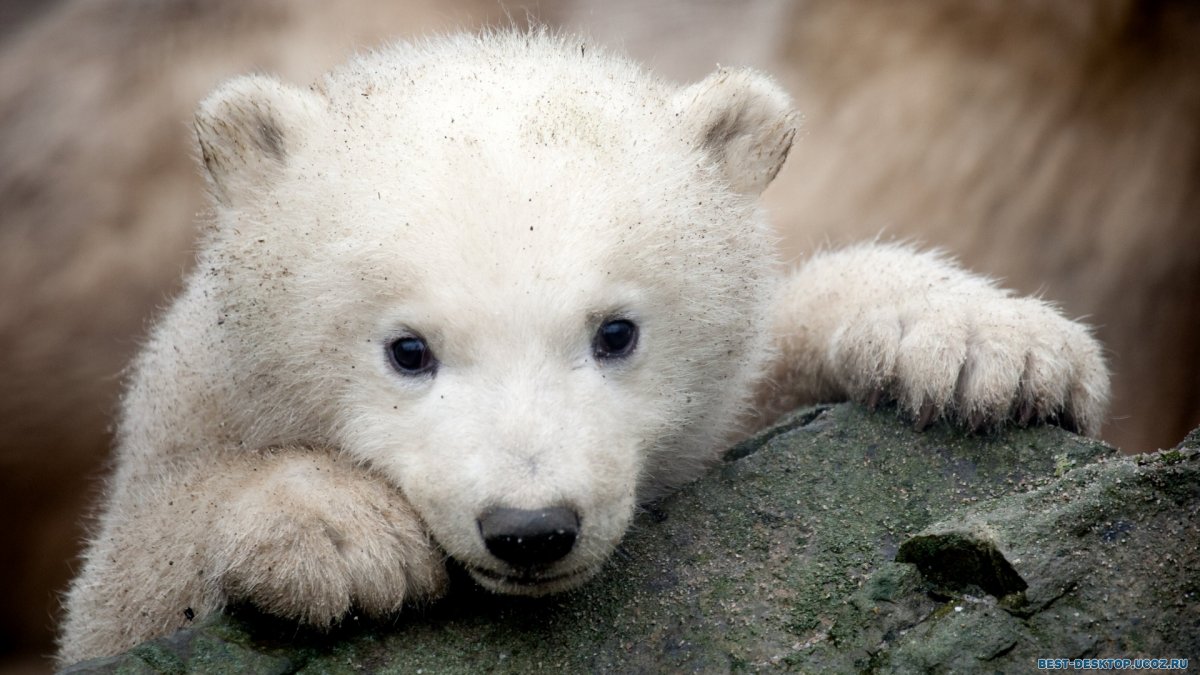 Грустный Медвежонок