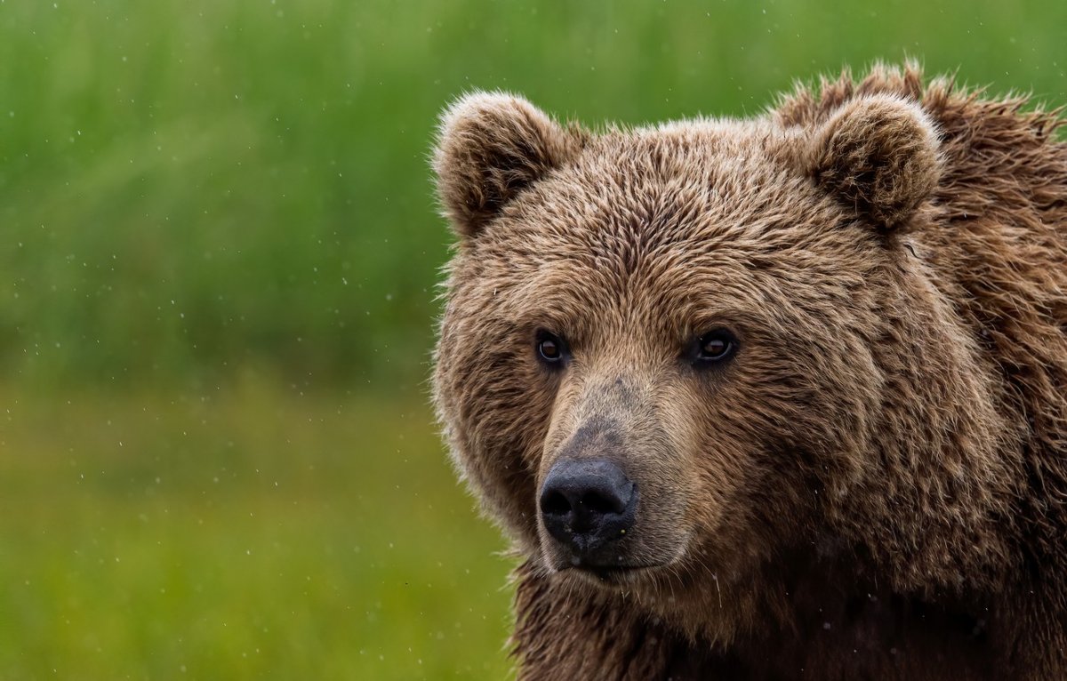 Медведь анфас