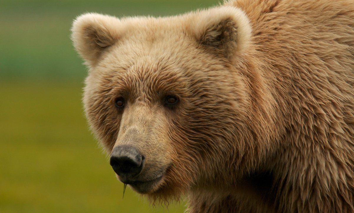 Медведь Гризли морда