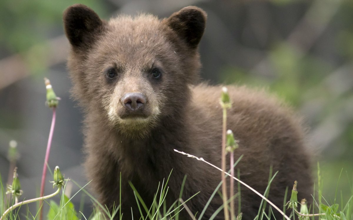 Милые медвежата