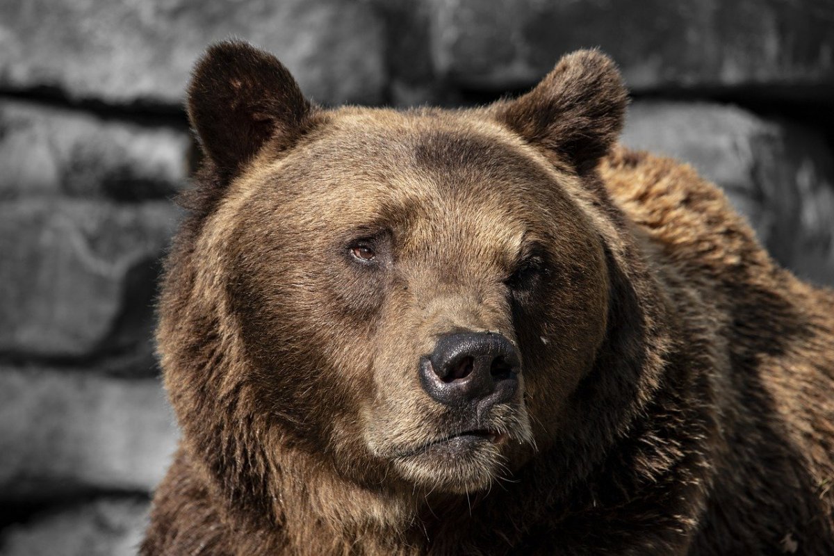 Медвежий цвет