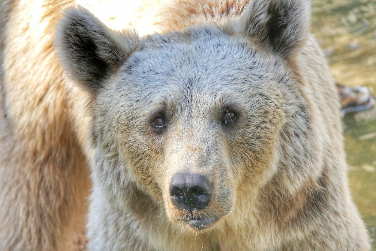 Бежевый медведь животное
