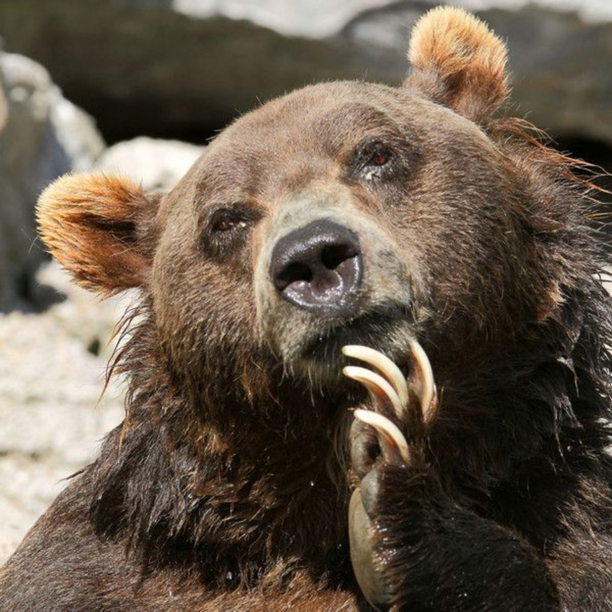 Медведь для детей