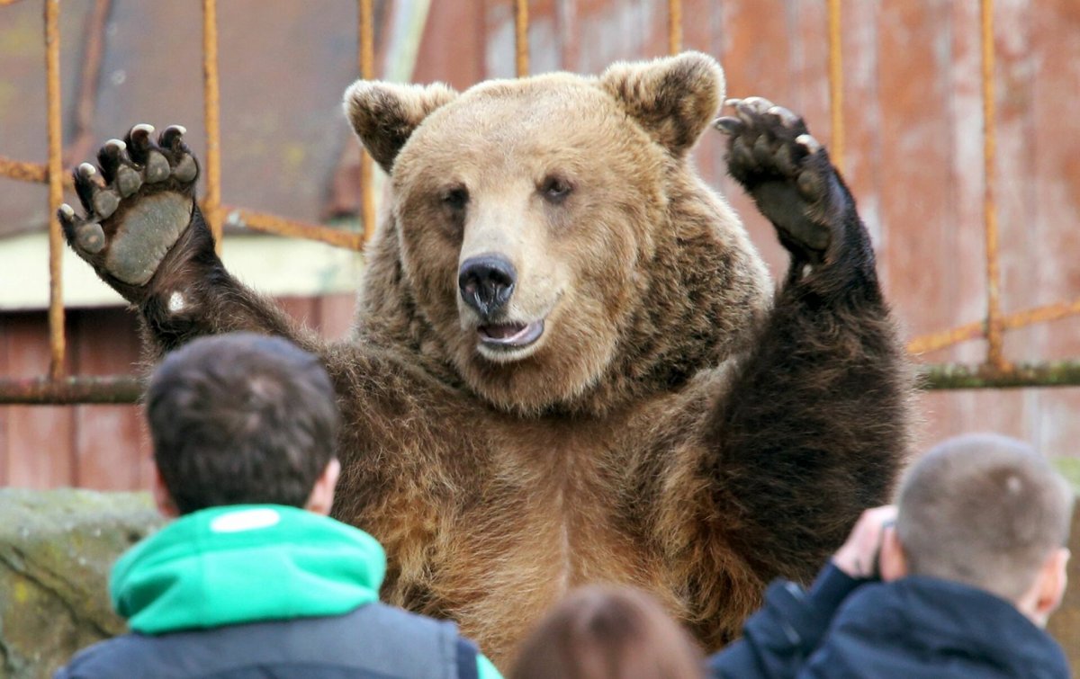 Медведь Россия