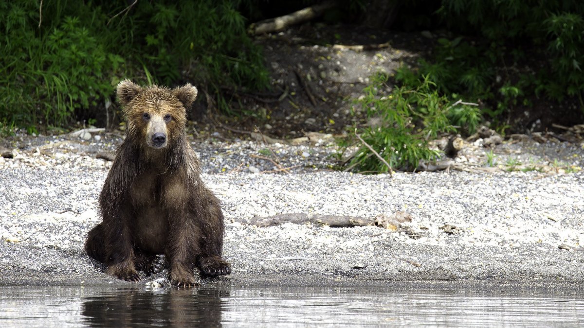 Мокрый Медвежонок