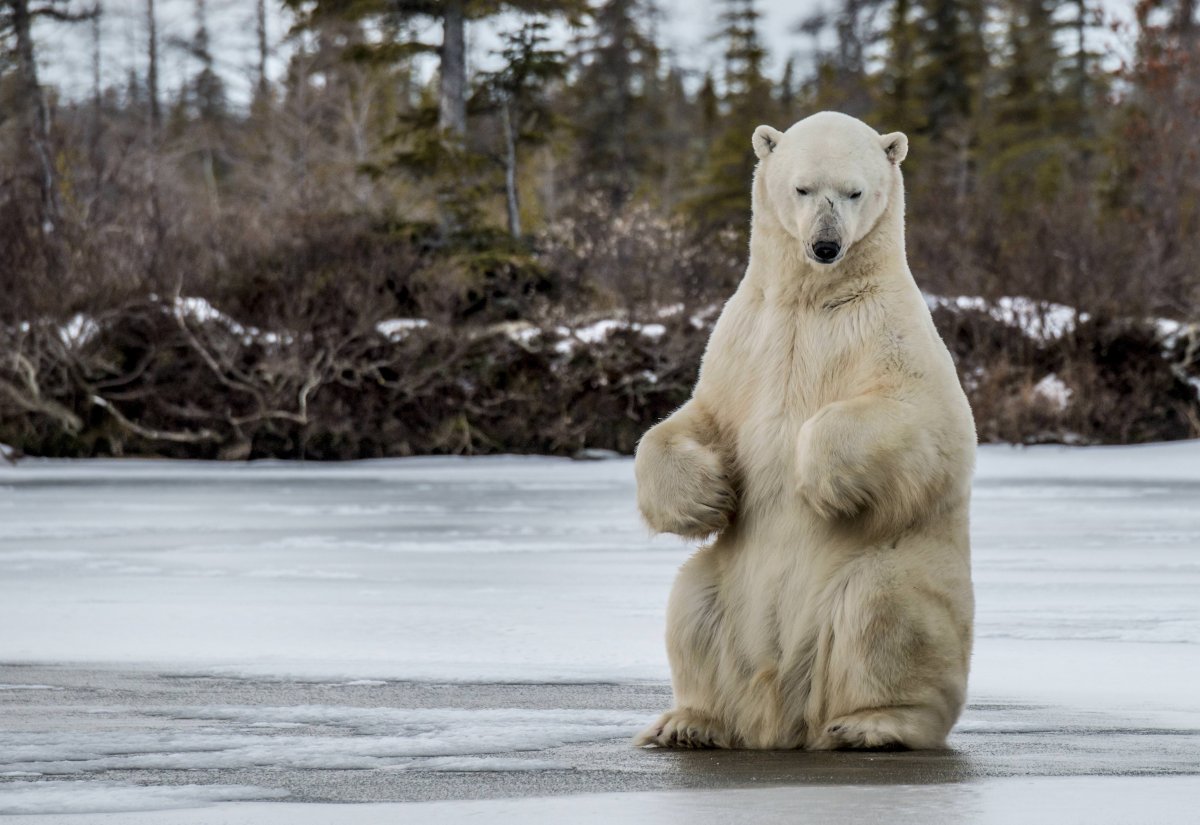 Стиль белый медведь