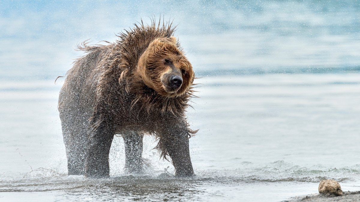 Промокший Медвежонок