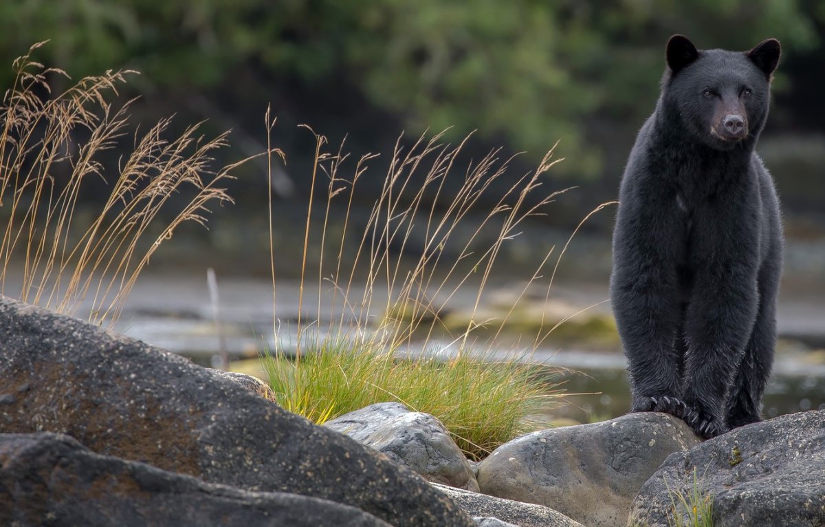 Худенький медведь