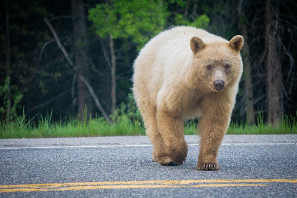 Испугались медвежонка