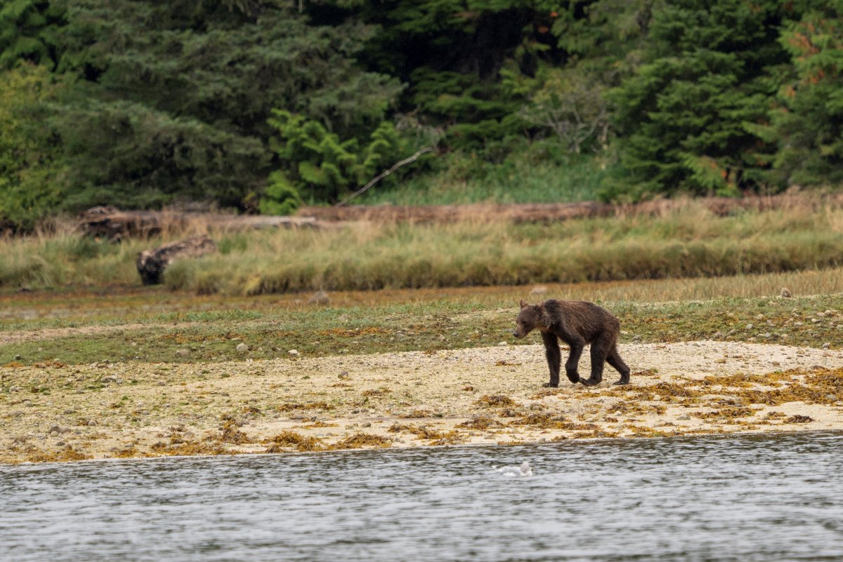 Медведь сидит боком