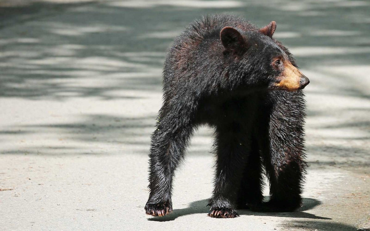 Медведь Гризли огромный черный