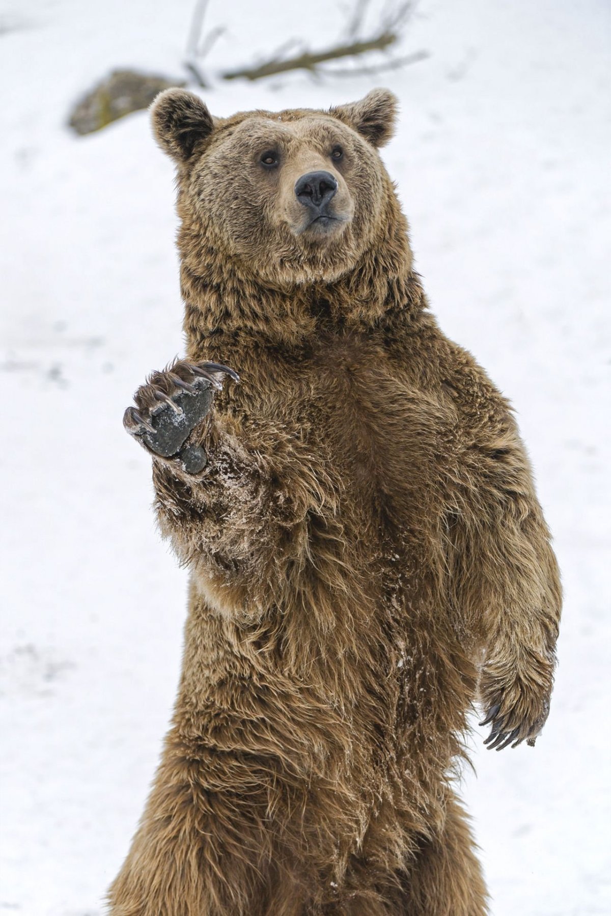 Медведь на задних лапах